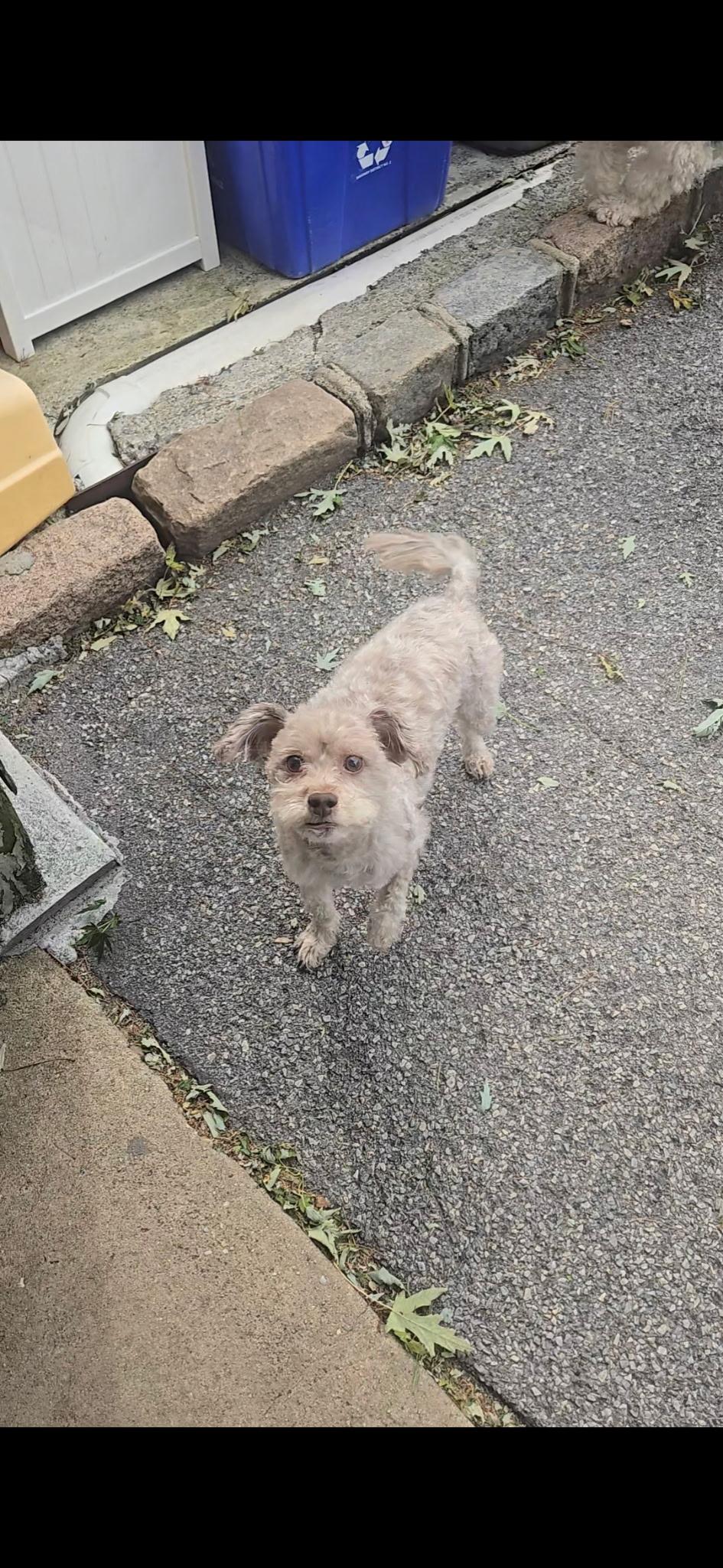 Enlarge Sable, a Adopted mixed breed in Freeport, NY image 2/4