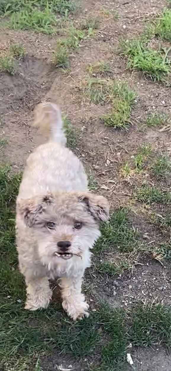 Pets for adoption from Christina's Animal Safe Haven, Inc. | Petfinder