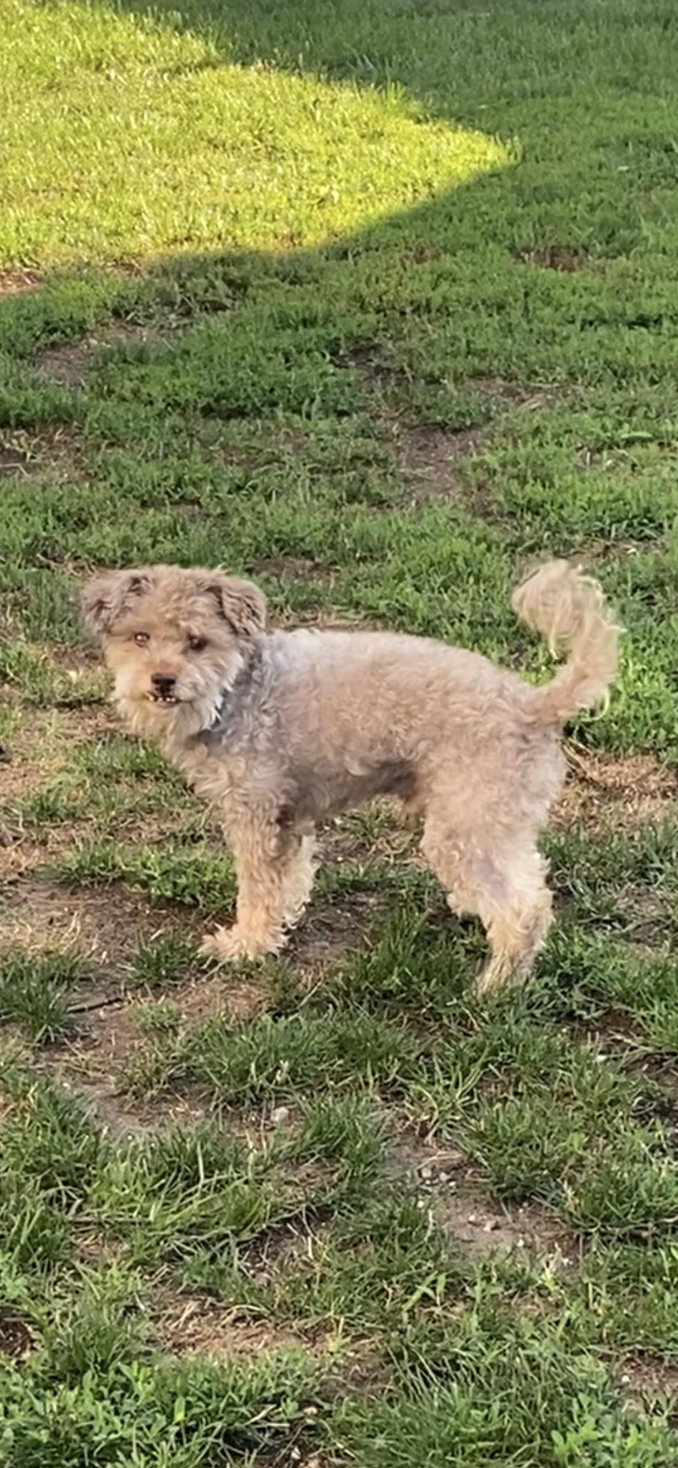 Sable, Adopted, Senior Male Shih poo.