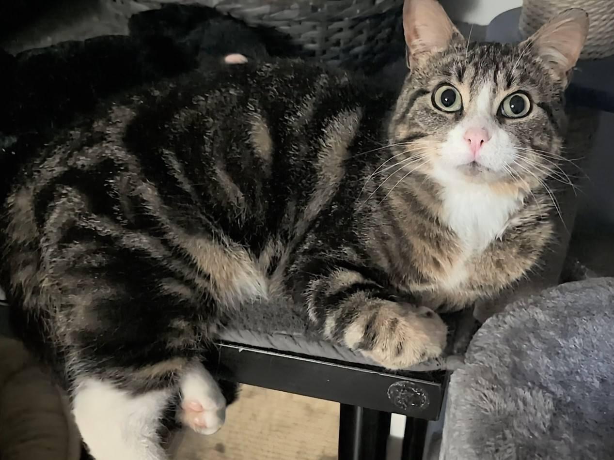 Glenn, adopted, Adult Male Domestic Short Hair.