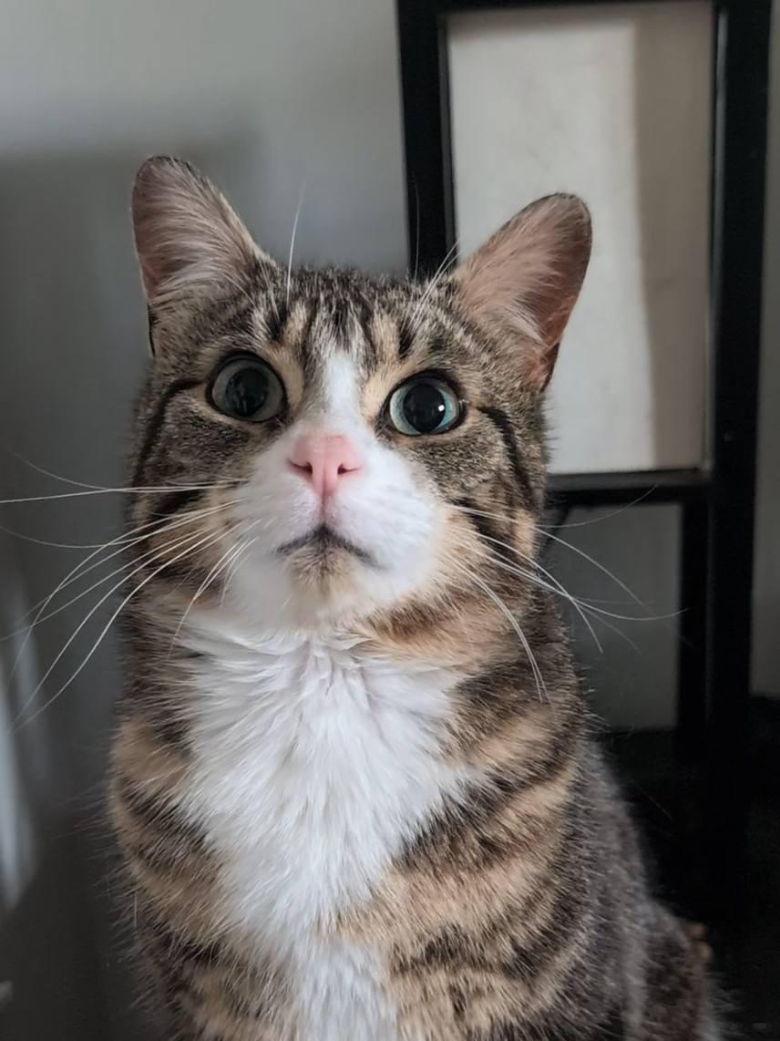 Glenn, an adopted Domestic Short Hair in Spencerville, ON image 2/6