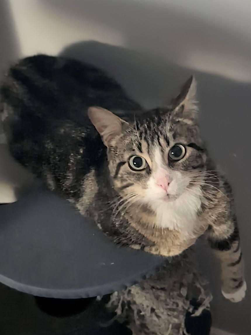 Glenn, an adopted Domestic Short Hair in Spencerville, ON image 3/6