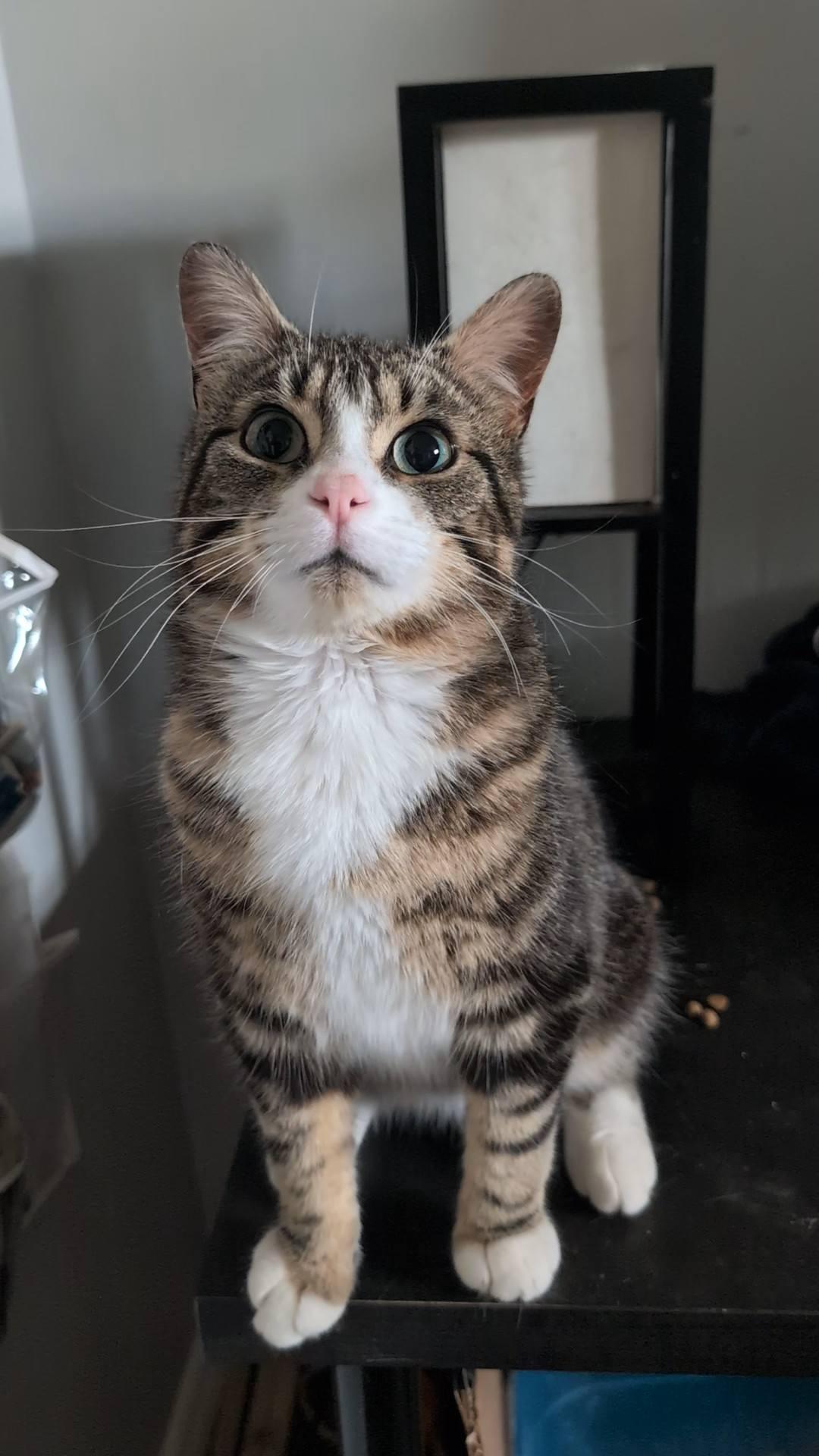 Glenn, an adopted Domestic Short Hair in Spencerville, ON image 4/6