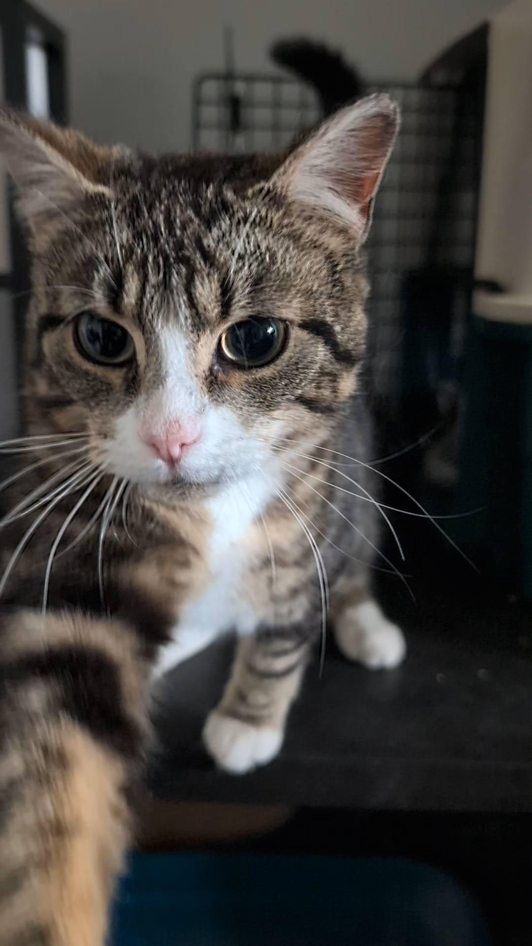 Glenn, an adopted Domestic Short Hair in Spencerville, ON image 5/6