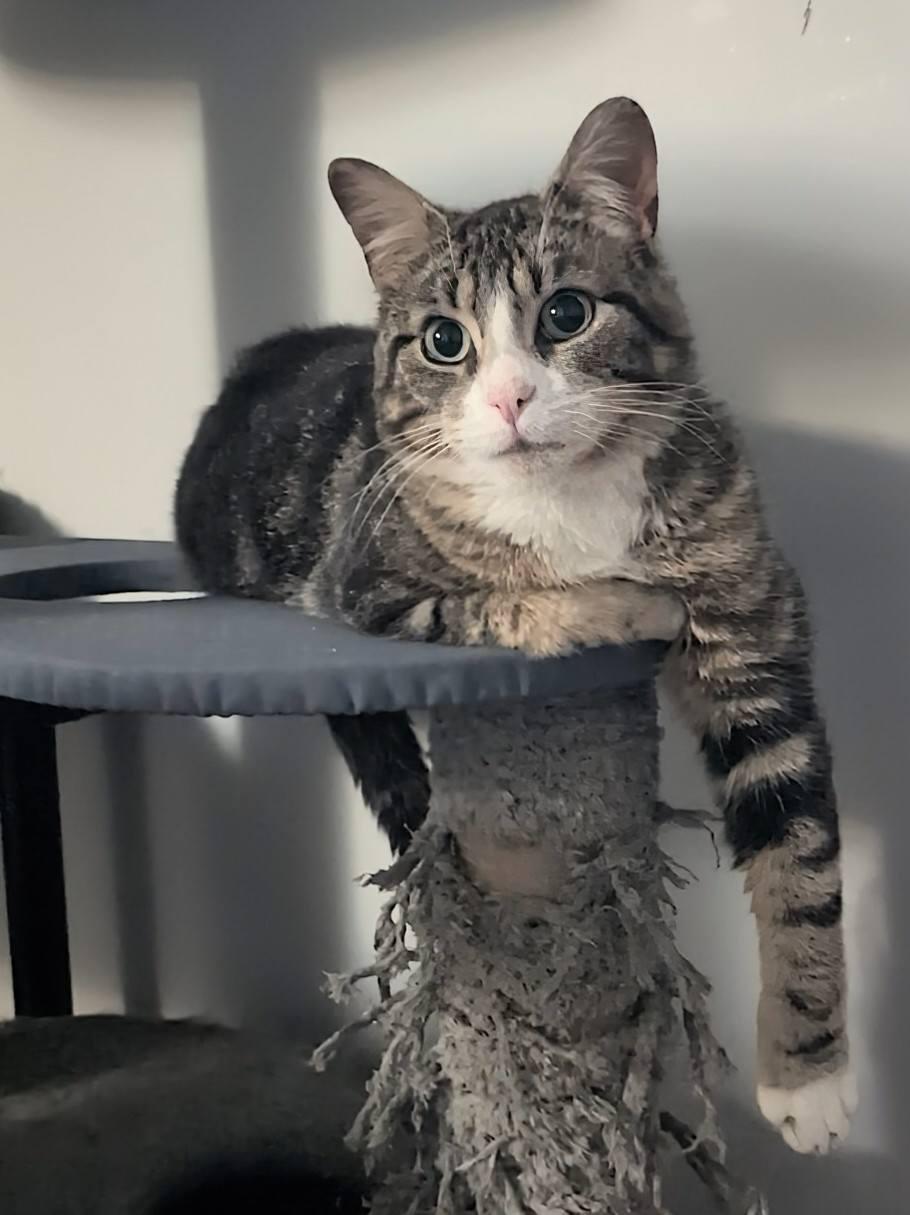 Glenn, an adopted Domestic Short Hair in Spencerville, ON image 6/6