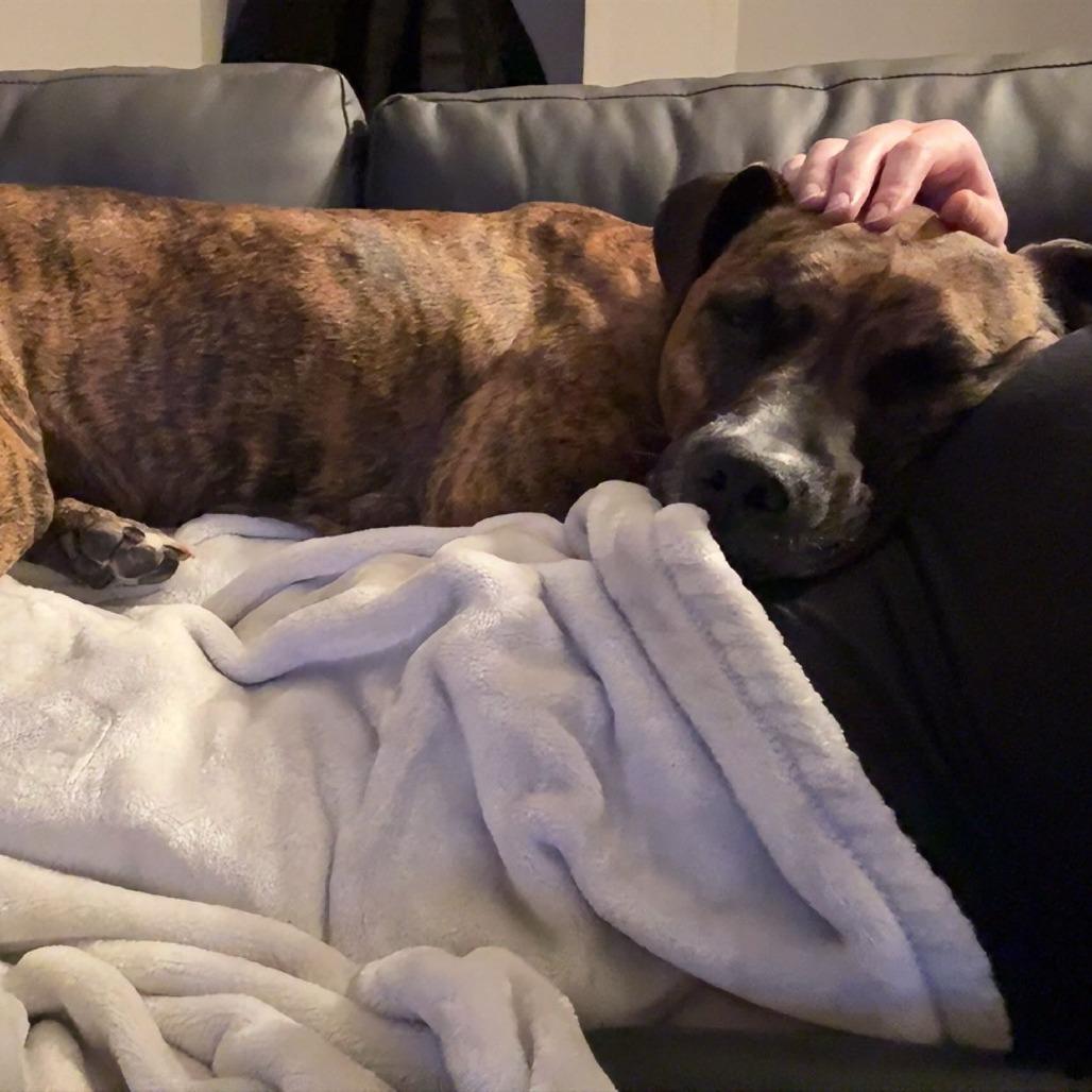 Katy, Adoptable, Adult Female Pit Bull Terrier & Mixed Breed.