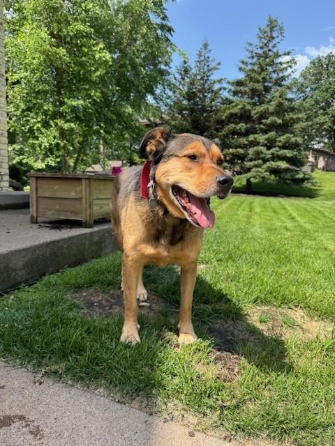 Milo, a Adoptable mixed breed in Elk River, MN image 1/2