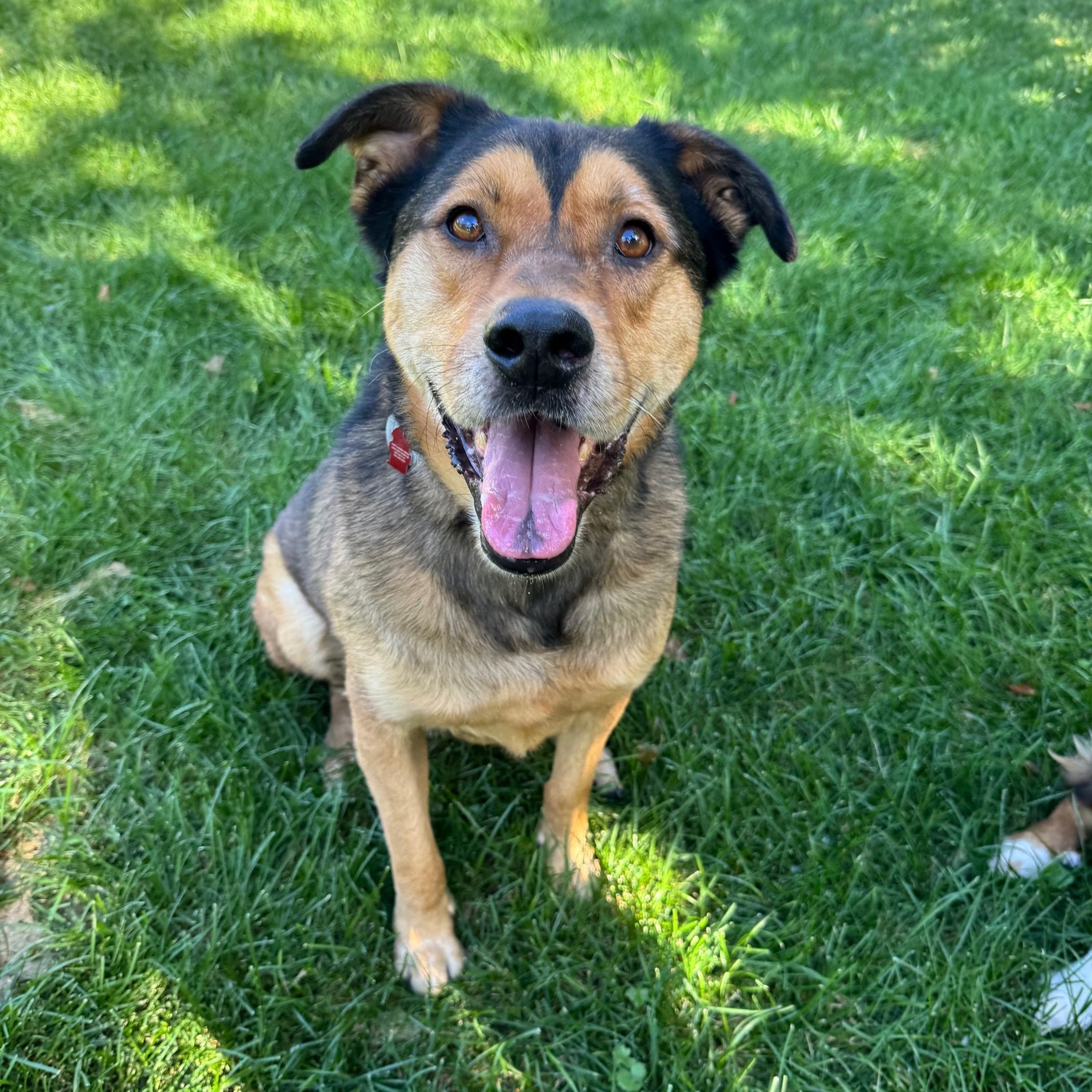 Milo, a Adoptable mixed breed in Elk River, MN image 2/2
