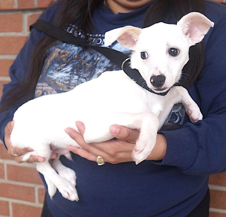 Cole, a ADOPTABLE Chihuahua in Carrollton, TX image 1/2