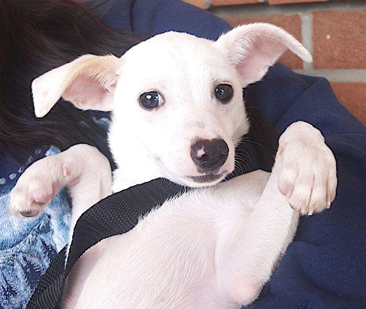 Cole, a ADOPTABLE Chihuahua in Carrollton, TX image 2/2