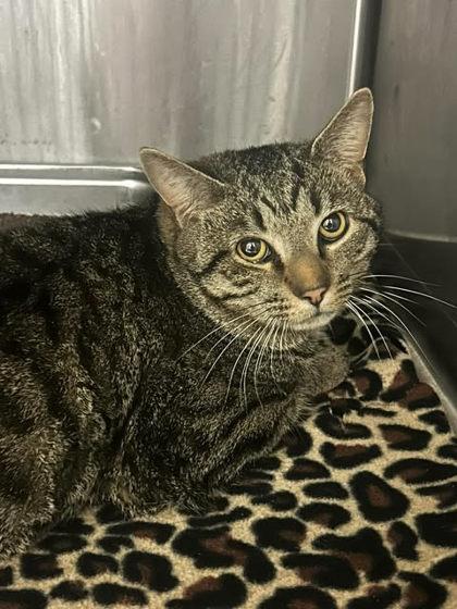 Kangaroo, Adoptable, Adult Male Domestic Short Hair & Domestic Short Hair.