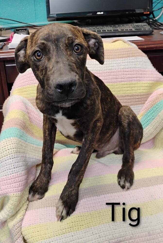 Tig #276, Adoptable, Puppy Male Boxer.