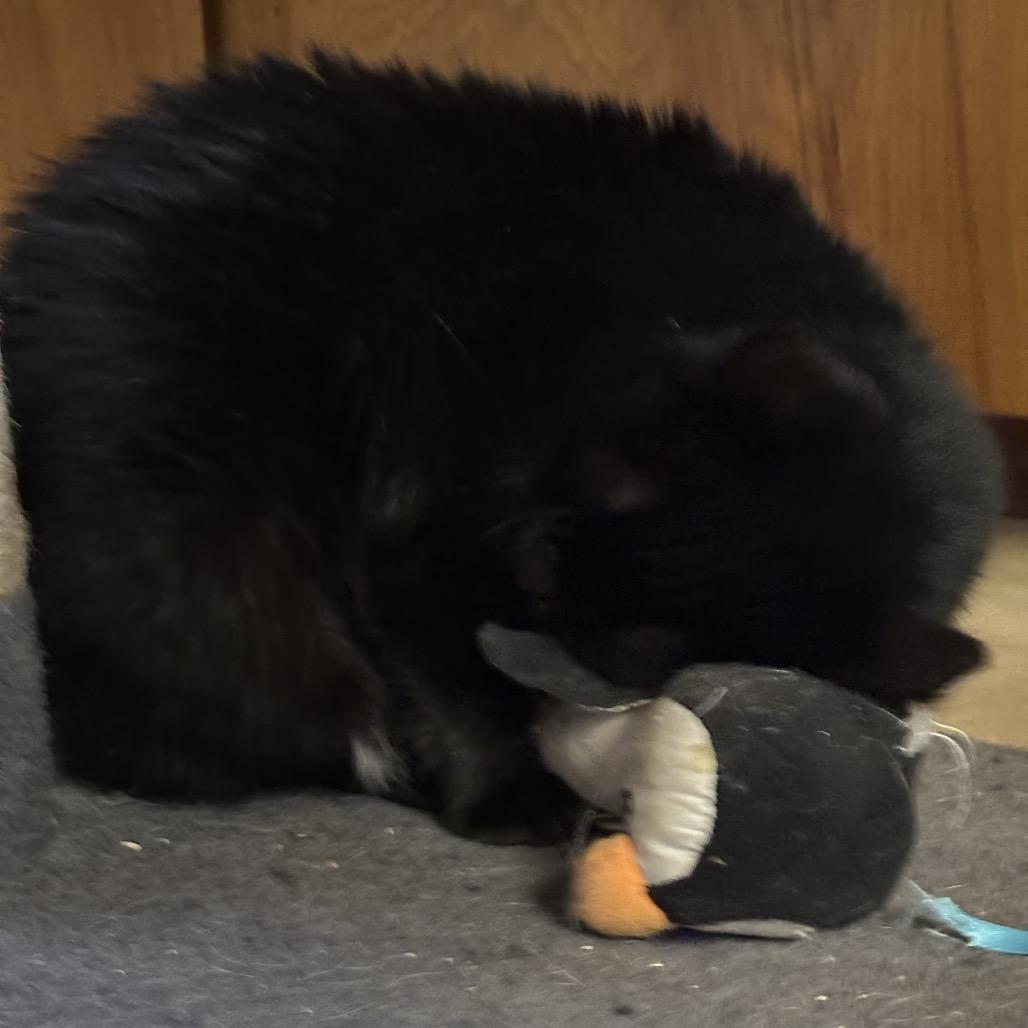 BeBe, Adoptable, Senior Female Domestic Short Hair.