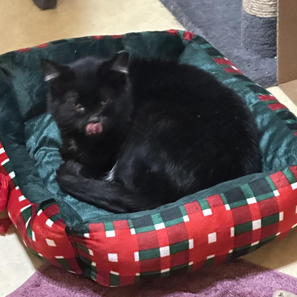 Enlarge BeBe, a Adoptable Domestic Short Hair in Galesburg, IL image 2/4