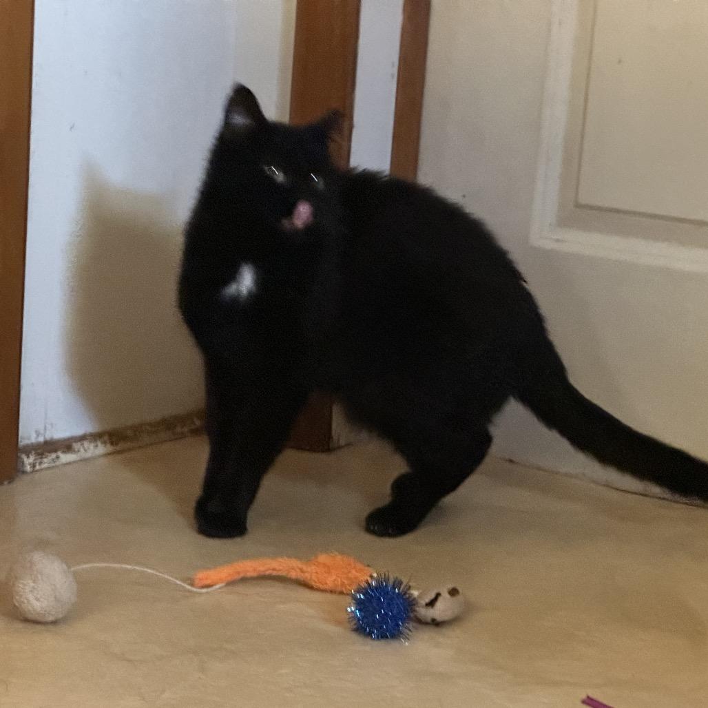 Enlarge BeBe, a Adoptable Domestic Short Hair in Galesburg, IL image 3/4