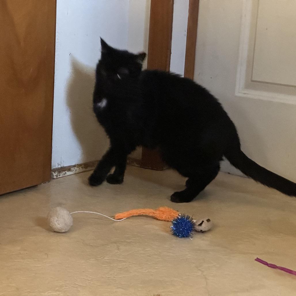 Enlarge BeBe, a Adoptable Domestic Short Hair in Galesburg, IL image 4/4