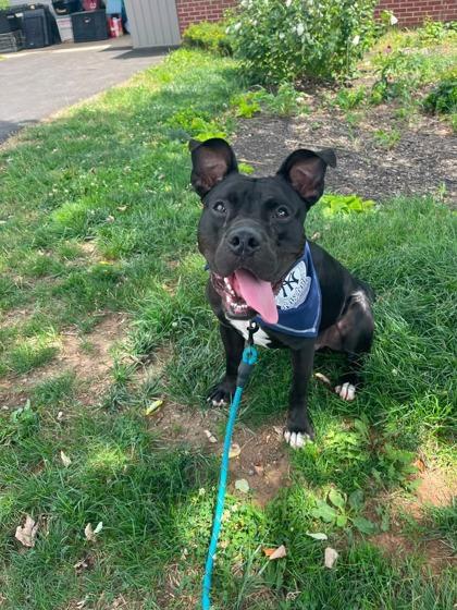 Lou, Adoptable, Young Male Pit Bull Terrier & Mixed Breed.