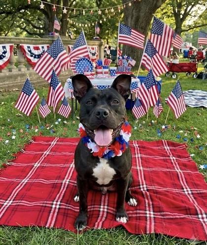 Lou, a Adoptable mixed breed in Bridgewater, NJ image 2/3