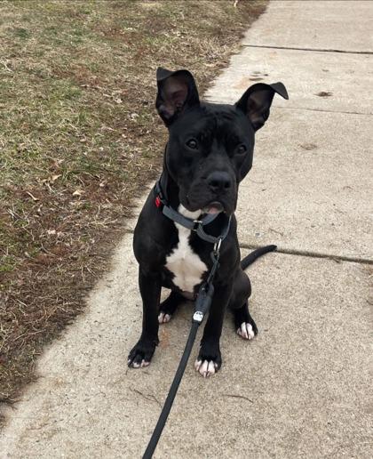 Lou, a Adoptable mixed breed in Bridgewater, NJ image 3/3