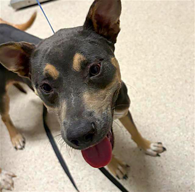 Marilyn Monroe - URGENT, adoptable, Young Female Manchester Terrier.