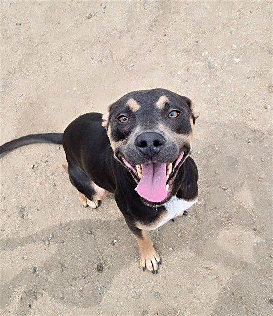 Enlarge Marilyn Monroe - URGENT, an adoptable mixed breed in Thousand Oaks, CA image 2/2