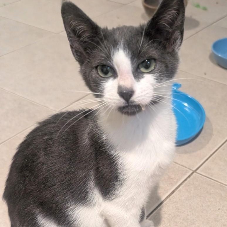 Troy, a Adoptable Domestic Short Hair in West Orange, NJ image 1/3