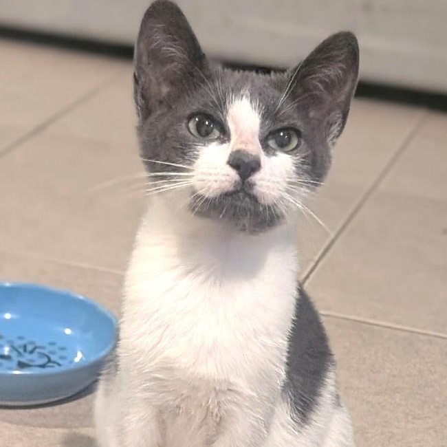 Troy, a Adoptable Domestic Short Hair in West Orange, NJ image 2/3