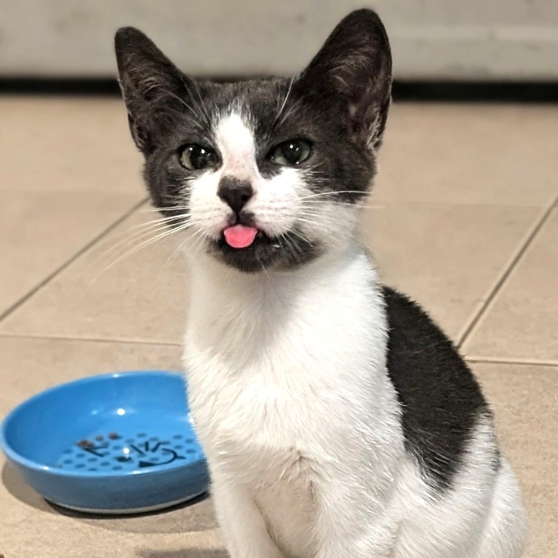 Troy, a Adoptable Domestic Short Hair in West Orange, NJ image 3/3