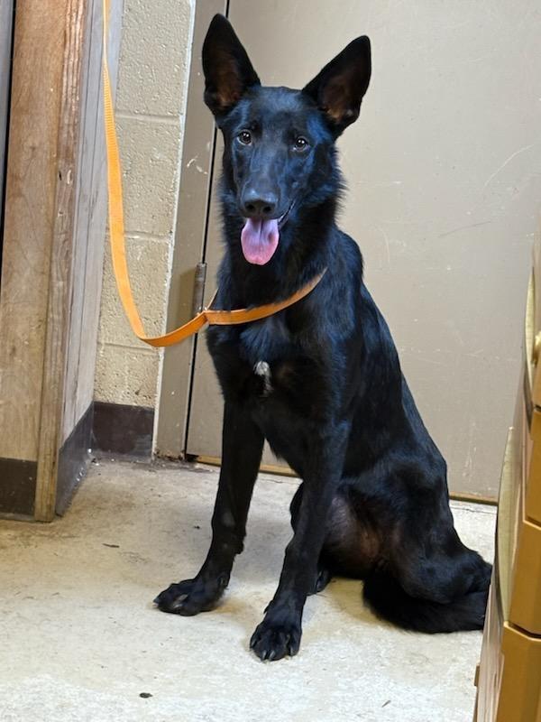 Enlarge Kiana, a Adopted Shepherd in Benton, AR image 1/1