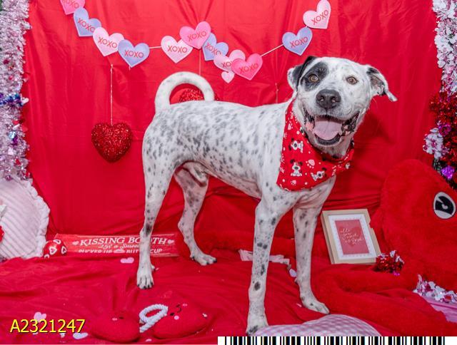 DICE, Adoptable, Adult Male Mixed Breed & Mixed Breed.