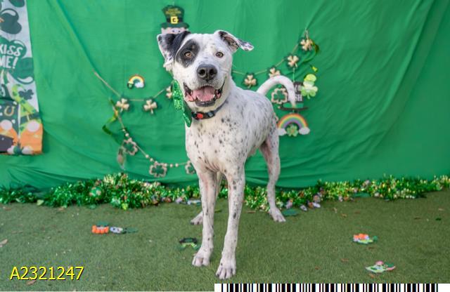 DICE, Adoptable, Adult Male Mixed Breed & Mixed Breed.