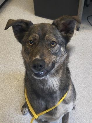 Foxy, adopted, Adult Female Mixed Breed.