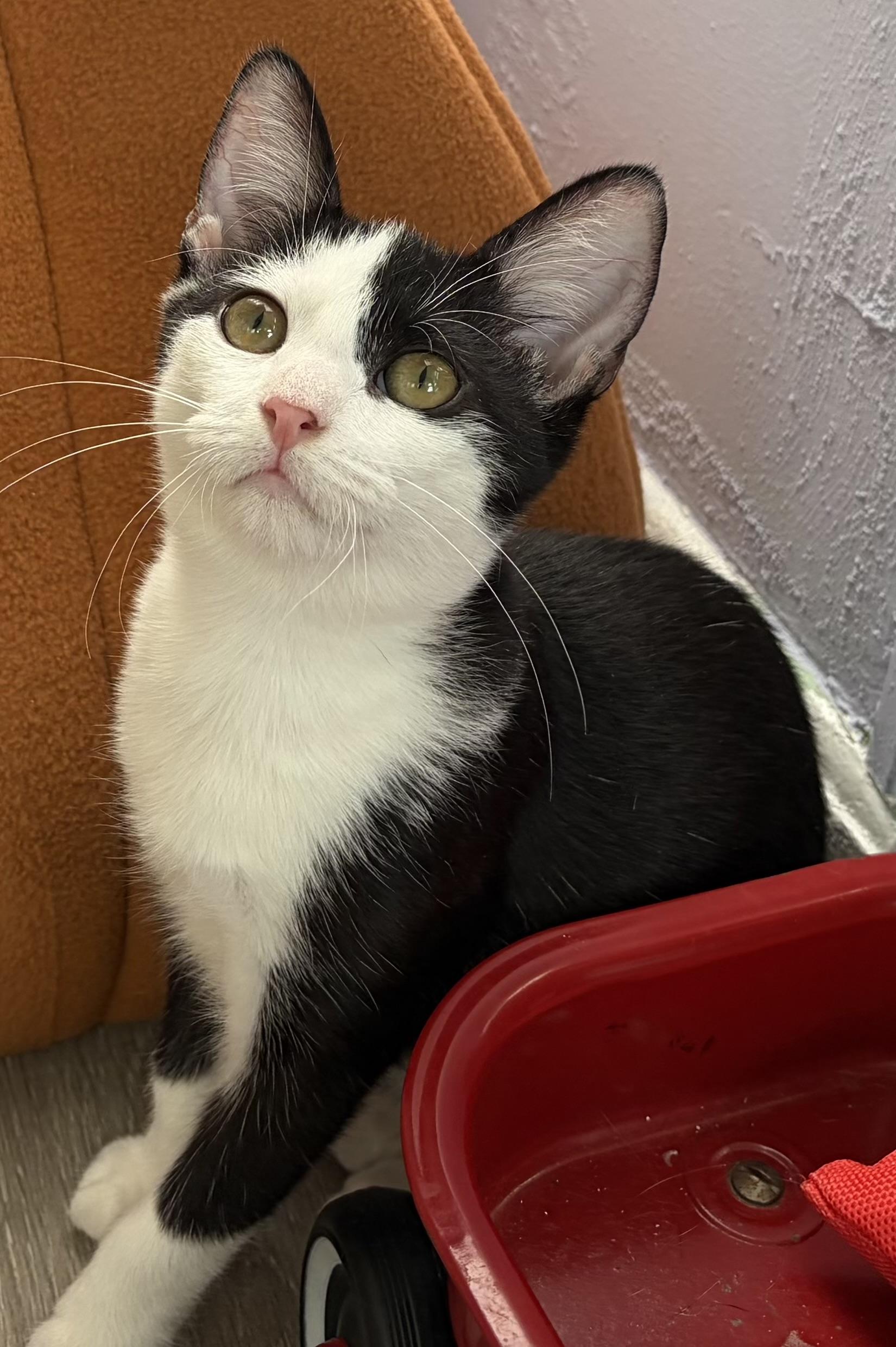 Enlarge Stitches, a Adopted Domestic Short Hair in Ardsley, NY image 1/1