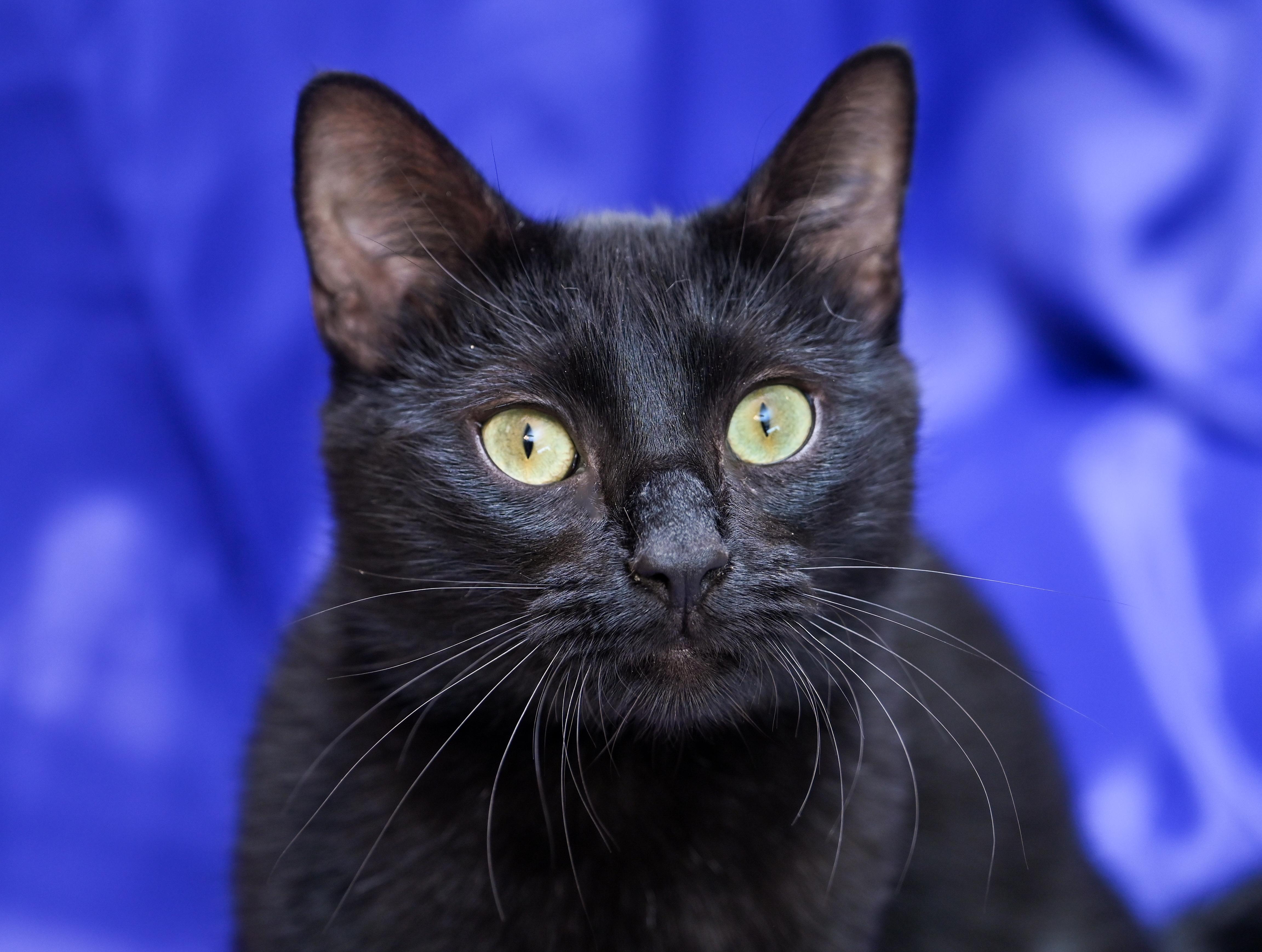 Oaky, a ADOPTABLE mixed breed in Chattanooga, TN image 4/5