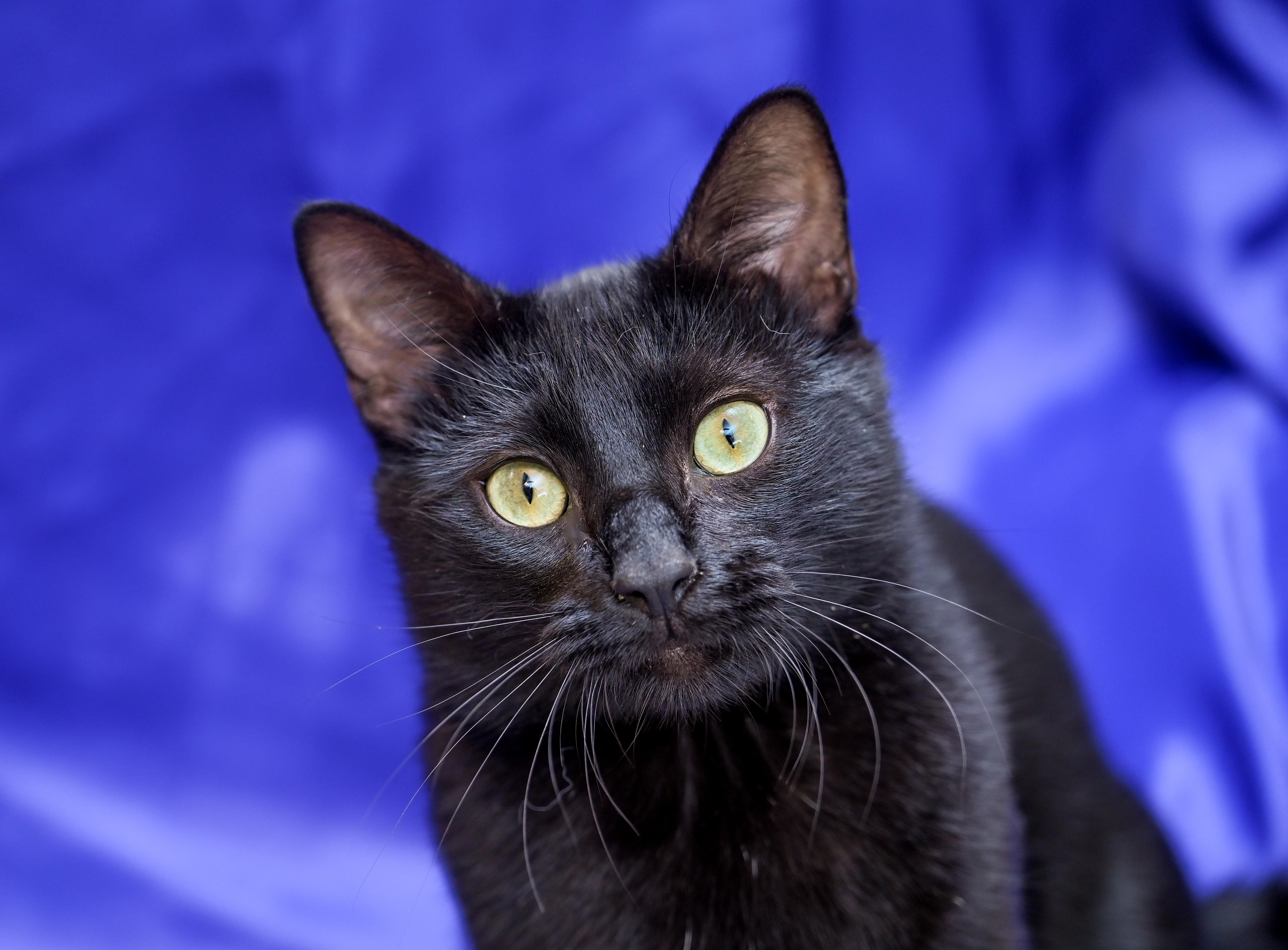 Oaky, a ADOPTABLE mixed breed in Chattanooga, TN image 2/5