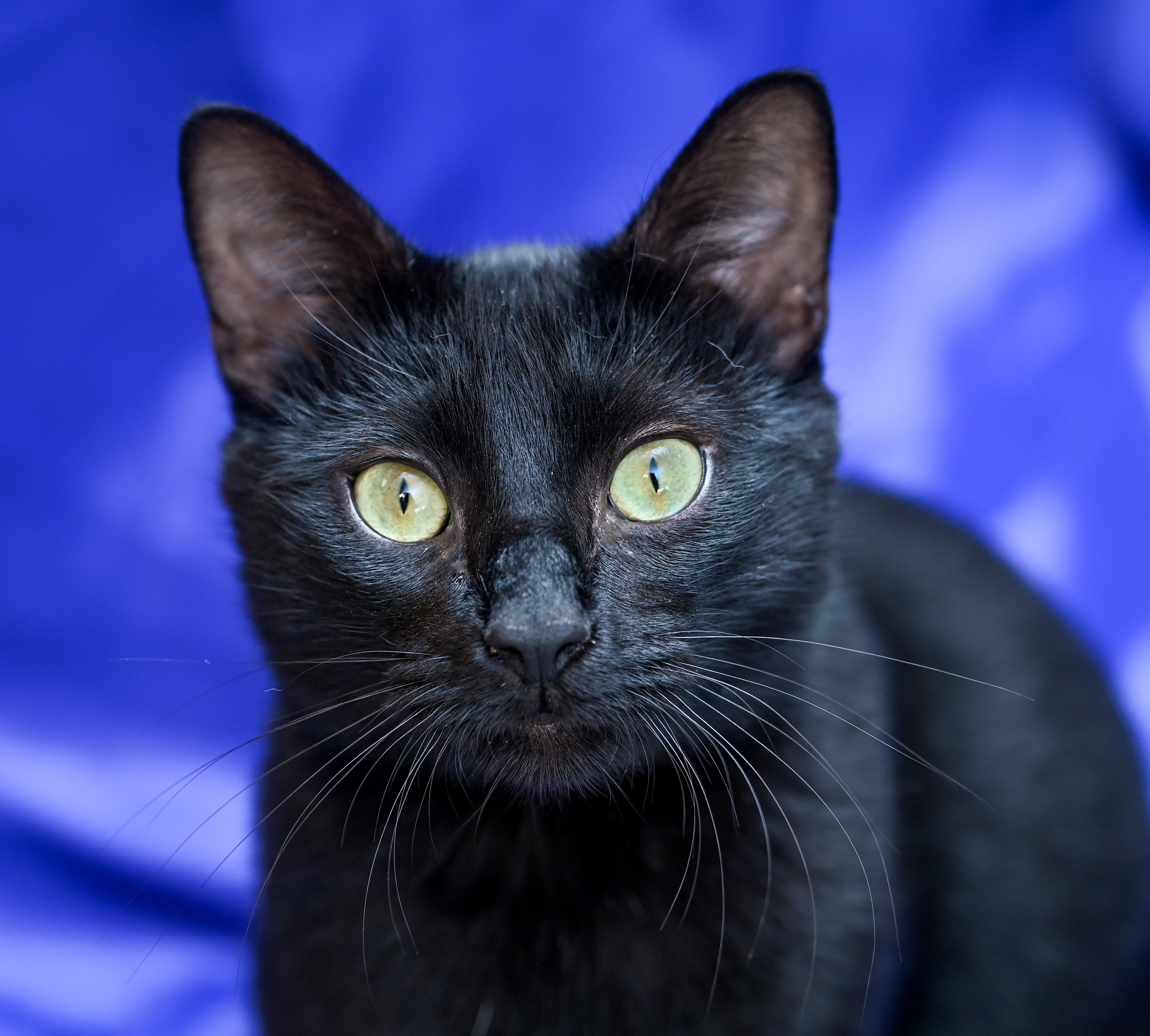 Oaky, a ADOPTABLE mixed breed in Chattanooga, TN image 3/5