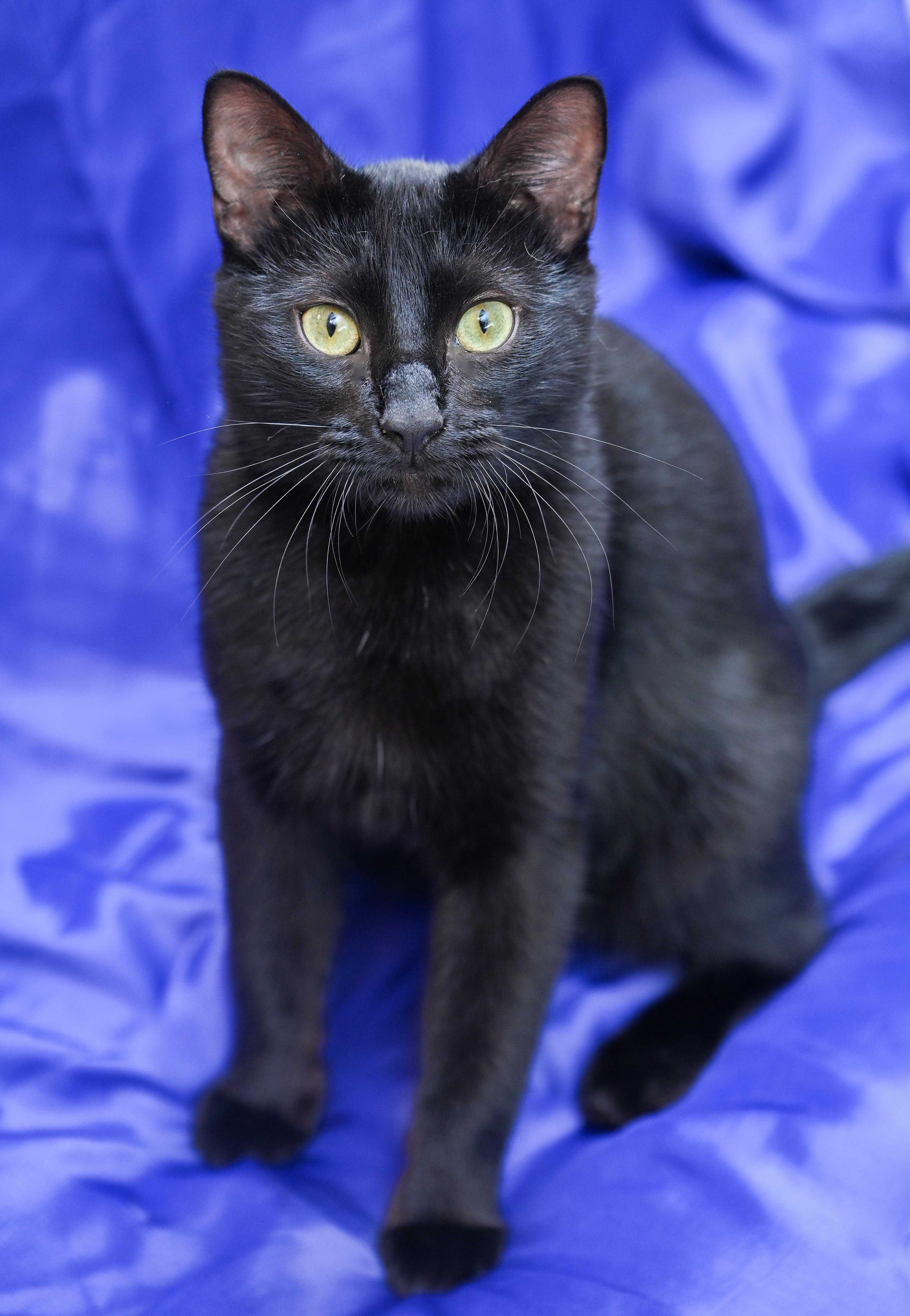 Oaky, a ADOPTABLE mixed breed in Chattanooga, TN image 5/5