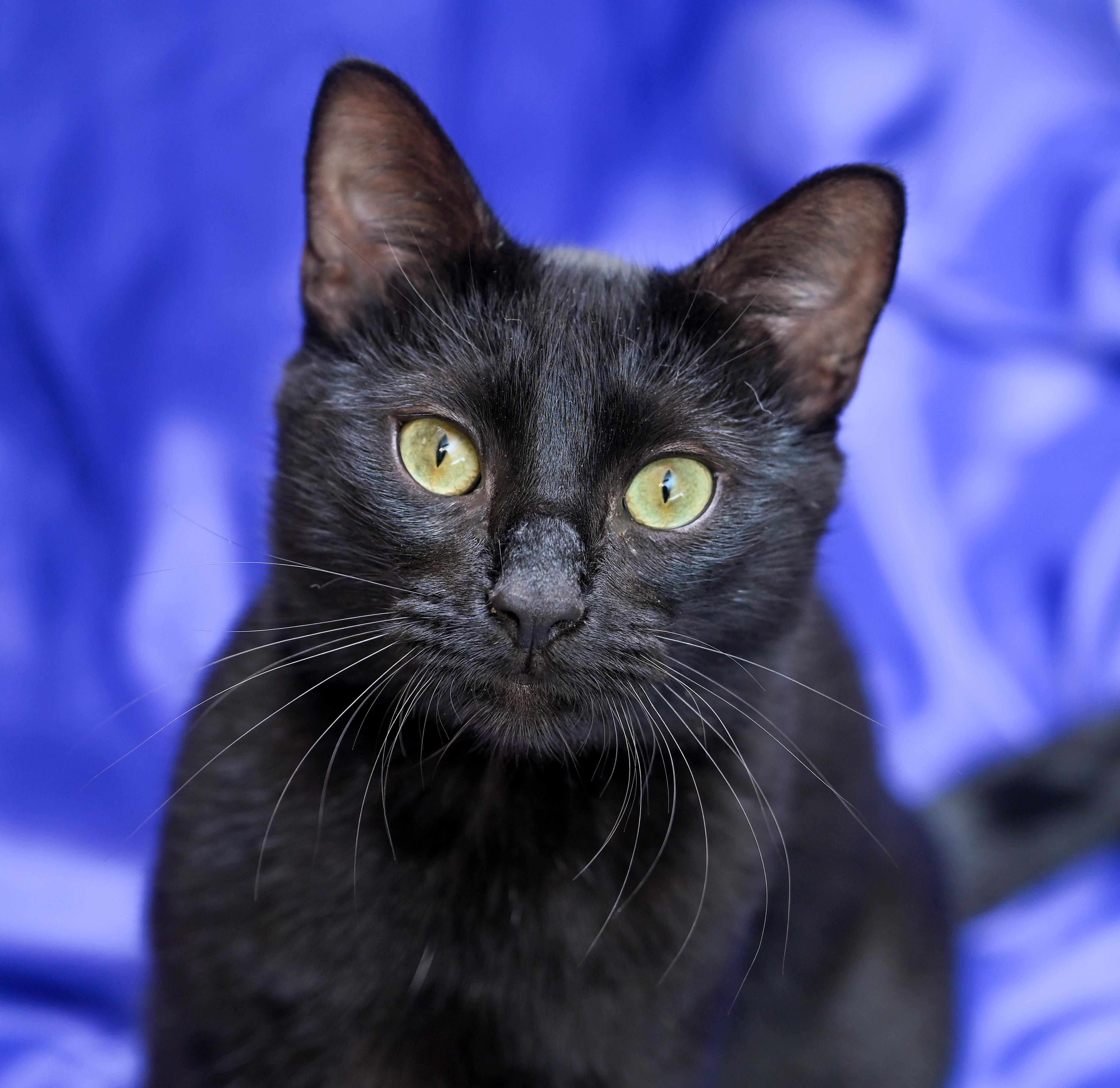 Oaky, a ADOPTABLE mixed breed in Chattanooga, TN image 1/5