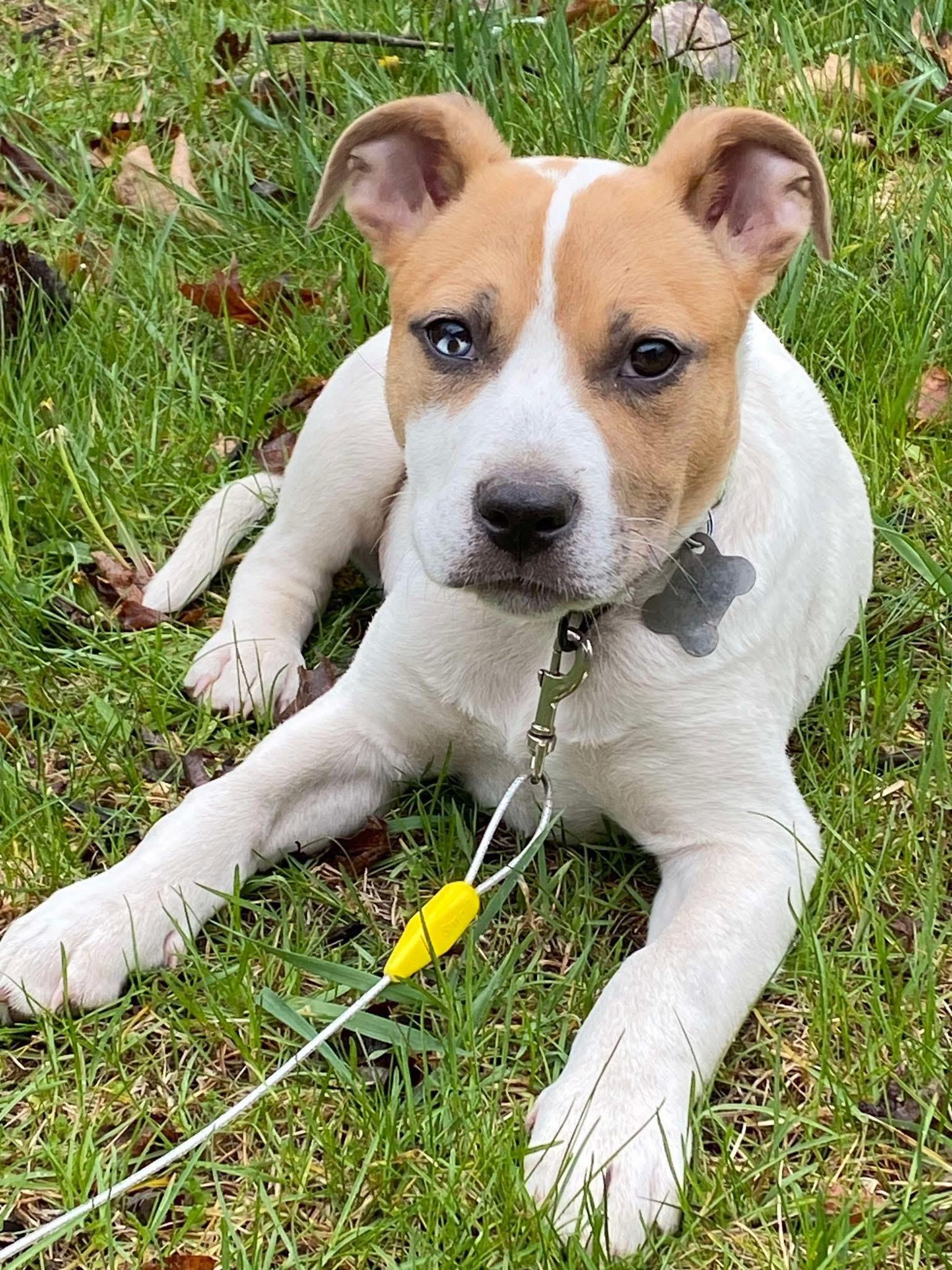 Taco - 2273, a Adoptable Mixed Breed in Holly, MI image 1/5