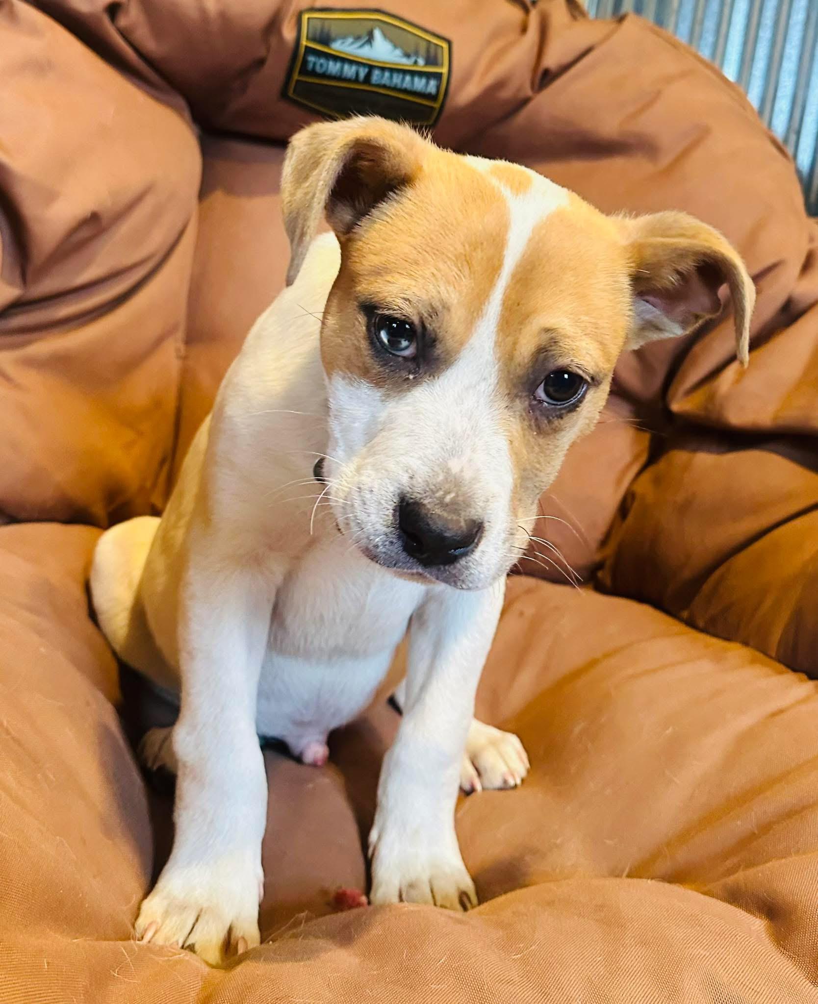 Taco - 2273, a Adoptable Mixed Breed in Holly, MI image 4/5