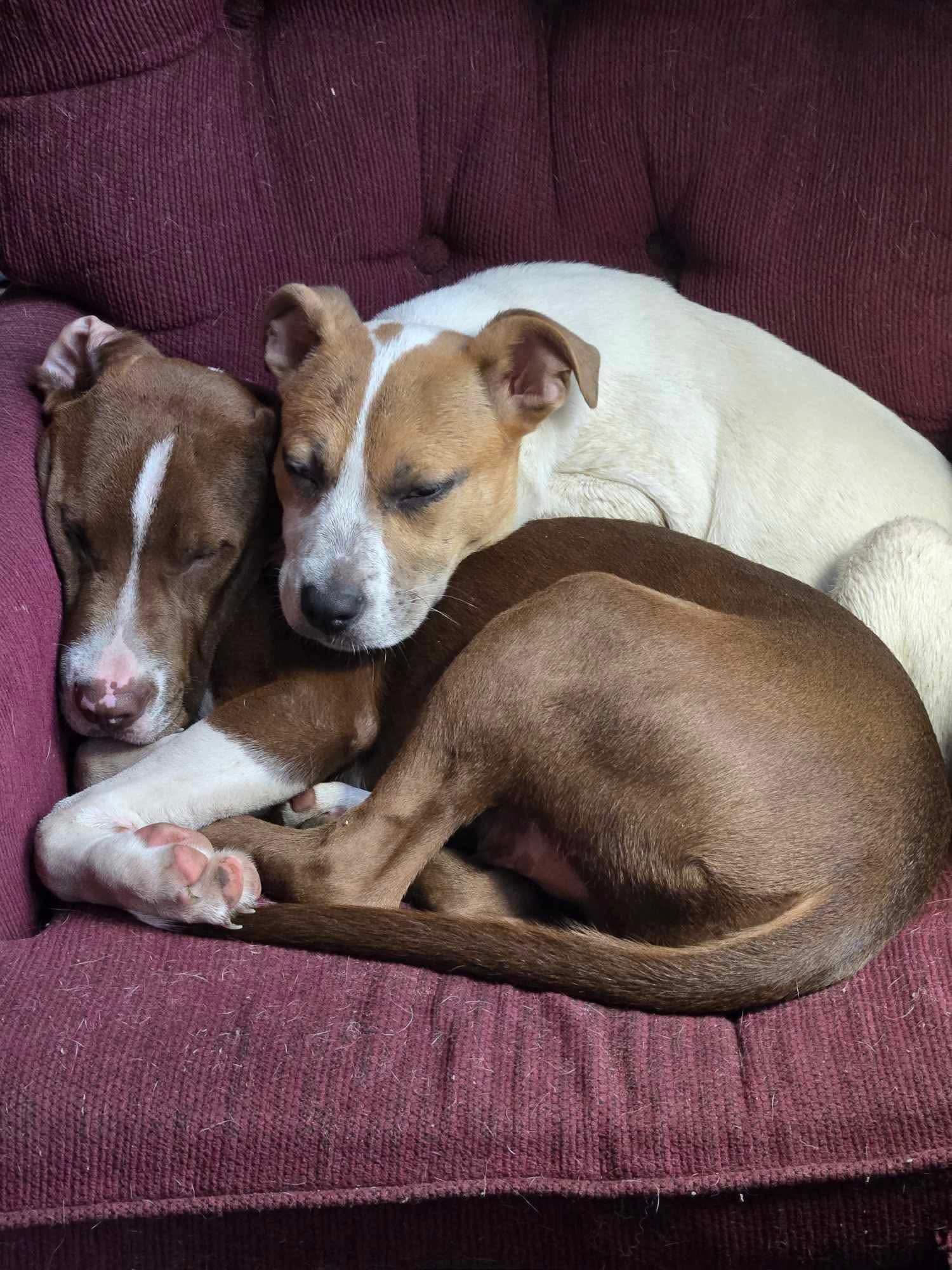 Taco - 2273, a Adoptable Mixed Breed in Holly, MI image 3/5