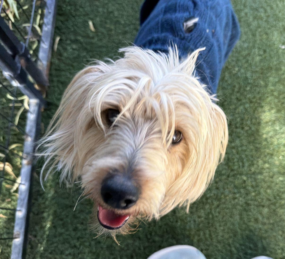 Kyle, an adopted Yorkshire Terrier in El Paso, TX image 1/6