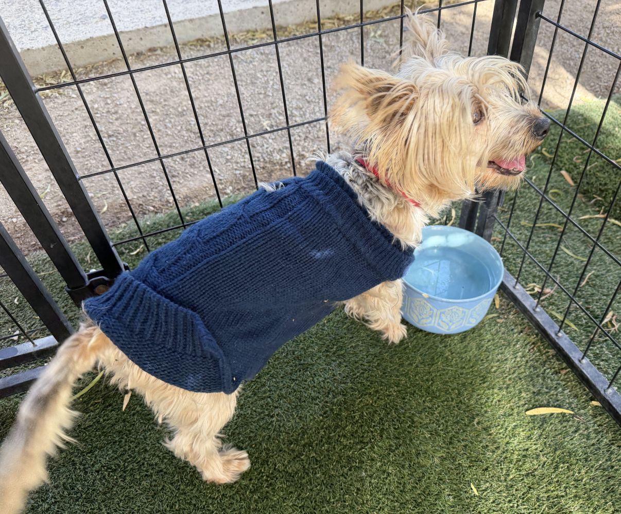 Kyle, an adopted Yorkshire Terrier in El Paso, TX image 6/6