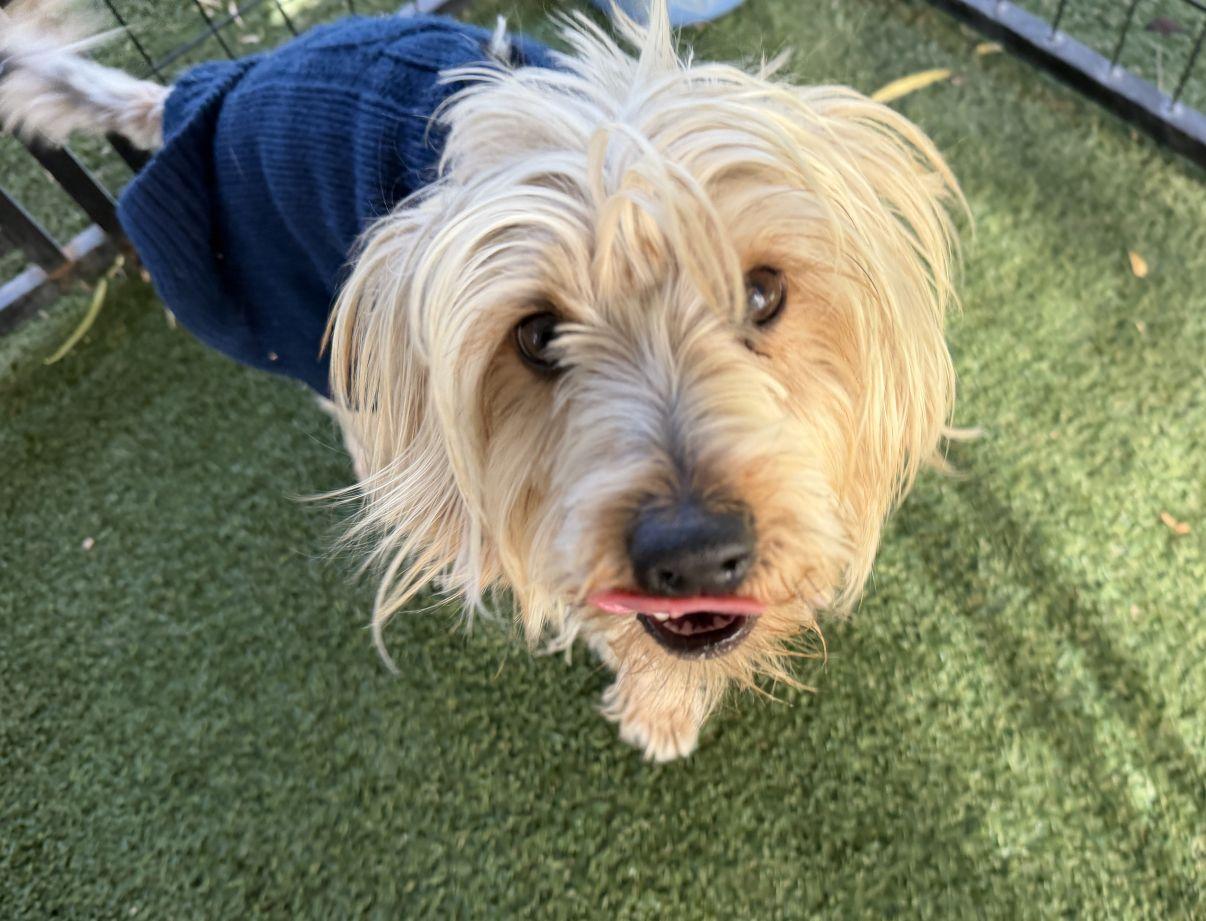 Kyle, an adopted Yorkshire Terrier in El Paso, TX image 5/6