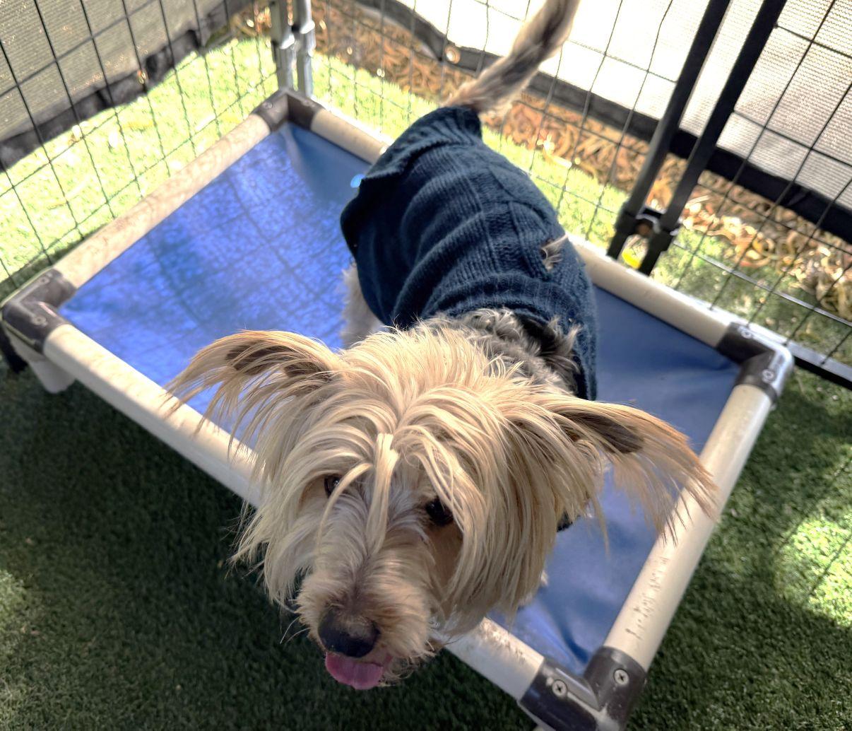 Kyle, an adopted Yorkshire Terrier in El Paso, TX image 4/6
