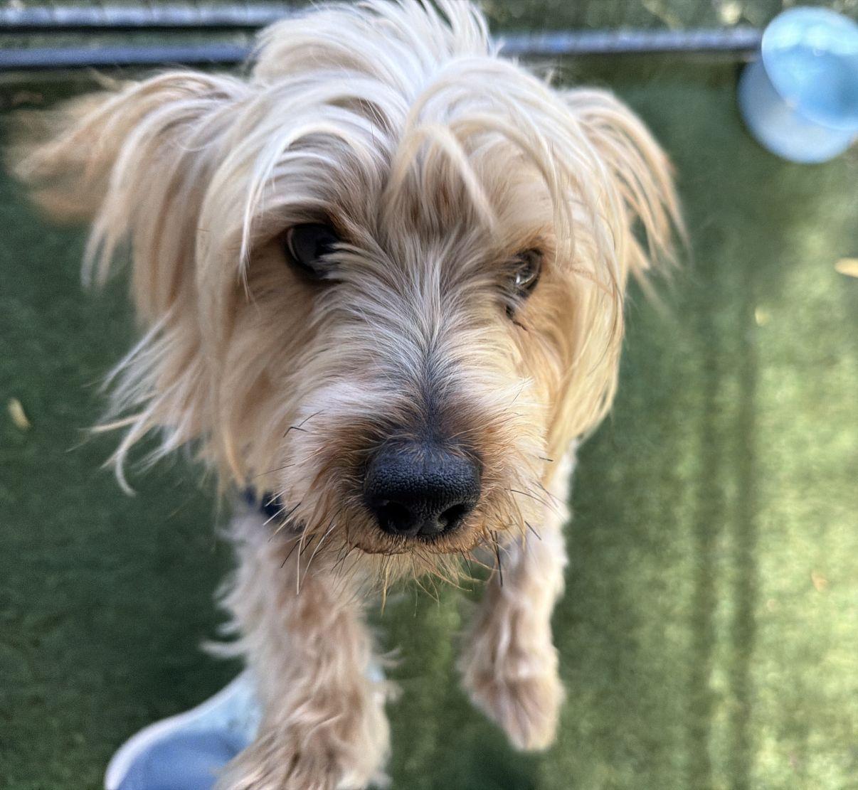 Kyle, an adopted Yorkshire Terrier in El Paso, TX image 3/6