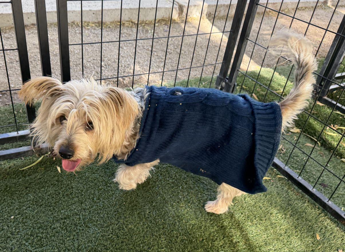Kyle, an adopted Yorkshire Terrier in El Paso, TX image 2/6