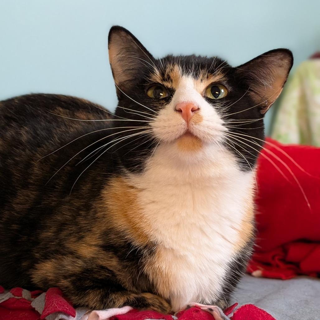 Enlarge Cassie, a Adoptable Domestic Short Hair in Milan, IL image 2/4