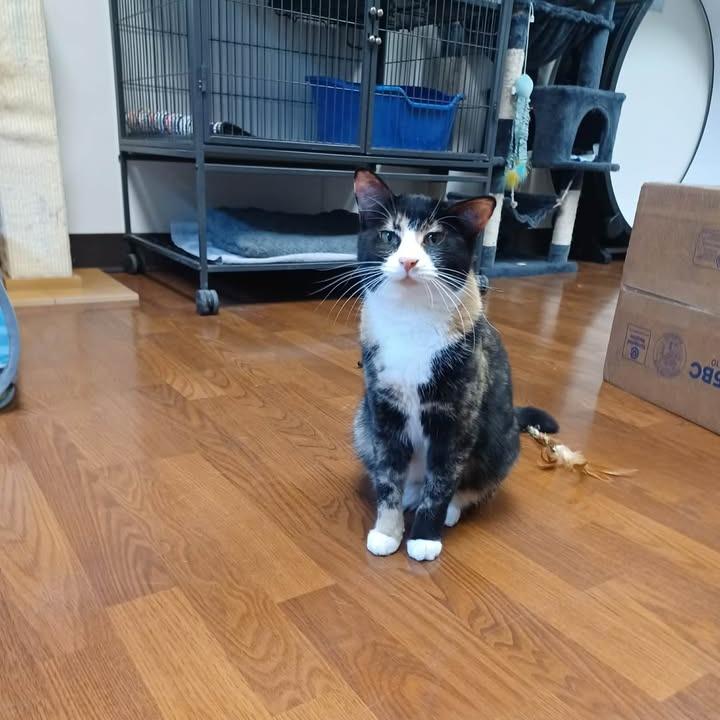 Enlarge Cassie, a Adoptable Domestic Short Hair in Milan, IL image 3/4