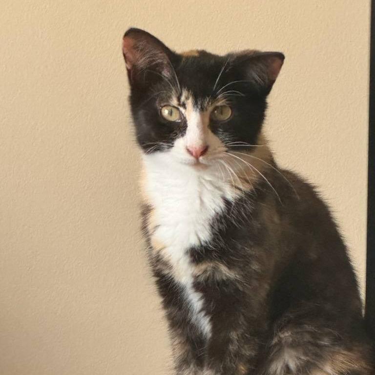 Enlarge Cassie, a Adoptable Domestic Short Hair in Milan, IL image 4/4